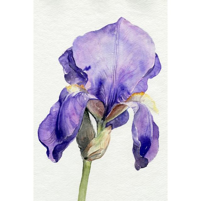 Iris In Bloom I by Jennifer Paxton Parker - Wrapped Canvas Painting Rosalind Wheeler Size: 30cm H x 20cm W on Productcaster.