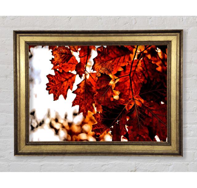 Single Picture Frame Art Prints Bright Star Size: 59.7cm H x 84.1cm W on Productcaster.