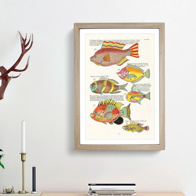 East Indies Fish Illustrations IV by Louis Renard - Picture Frame Graphic Art Print East Urban Home Frame Option: Oak Framed, Size: 65cm H x 48cm W x on Productcaster.