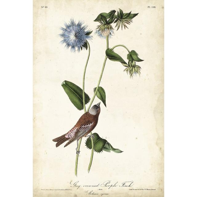 Grey Crowned Purple Finch by John Audubon - Wrapped Canvas Graphic Art Rosalind Wheeler Size: 76cm H x 51cm W on Productcaster.