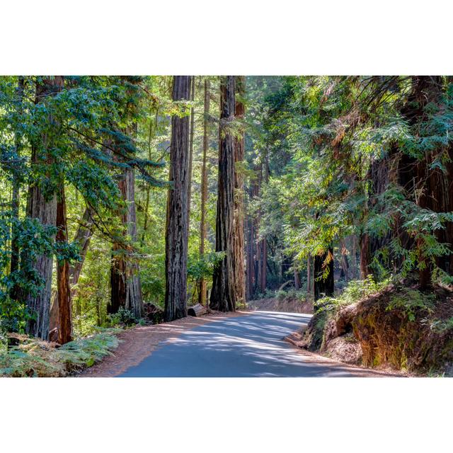 Big Basin Redwoods State Park - Wrapped Canvas Photograph Union Rustic Size: 20cm H x 30cm W x 3.8cm D on Productcaster.