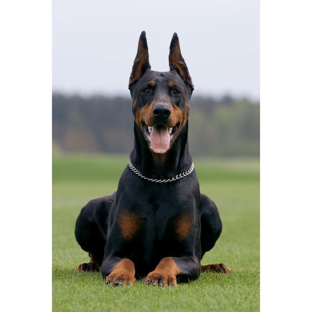 Portrait of Dobermann - Wrapped Canvas Photograph Ebern Designs Size: 122cm H x 81cm W x 3.8cm D on Productcaster.