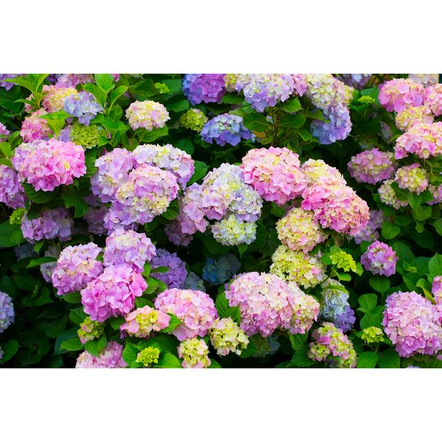 Hydrangea Flowers in a Garden - Wrapped Canvas Photograph Ebern Designs Size: 61cm H x 91cm W x 3.8cm D on Productcaster.