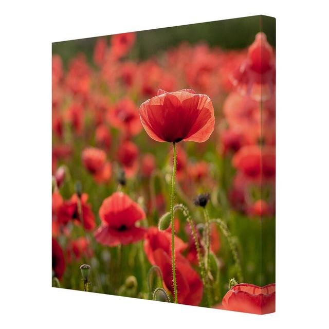 Poppy Field in Sunlight Photographic Print on Canvas East Urban Home Size: 60cm L x 60cm W on Productcaster.