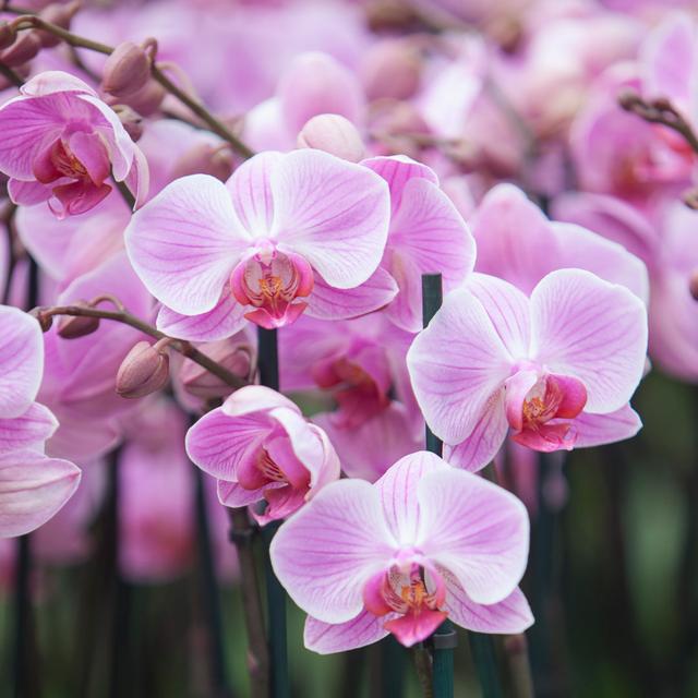 Pink Orchids In Holland - Print Latitude Run Size: 76cm H x 76cm W x 3.8cm D on Productcaster.