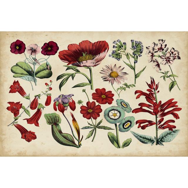 Antique Botanical Chart I - Wrapped Canvas Graphic Art August Grove Size: 20cm H x 30cm W x 3.8cm D on Productcaster.