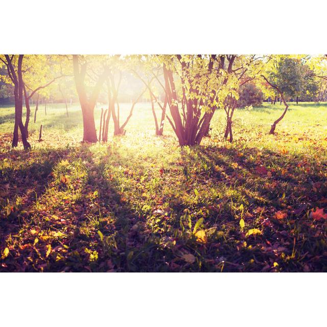 Autumnal Park by Iravgustin - Print 17 Stories Size: 61cm H x 91cm W on Productcaster.