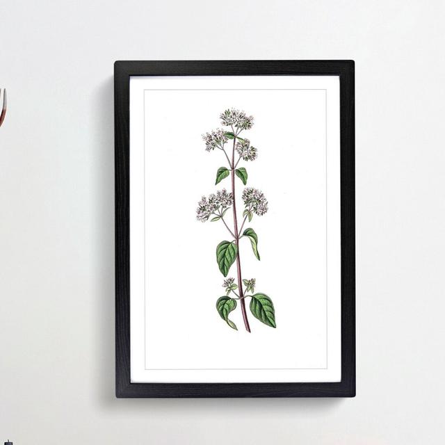 Oregano Flowers Illustration - Picture Frame Painting Print East Urban Home Size: 65cm H x 48cm W x 2cm D, Frame Option: Black Framed on Productcaster.