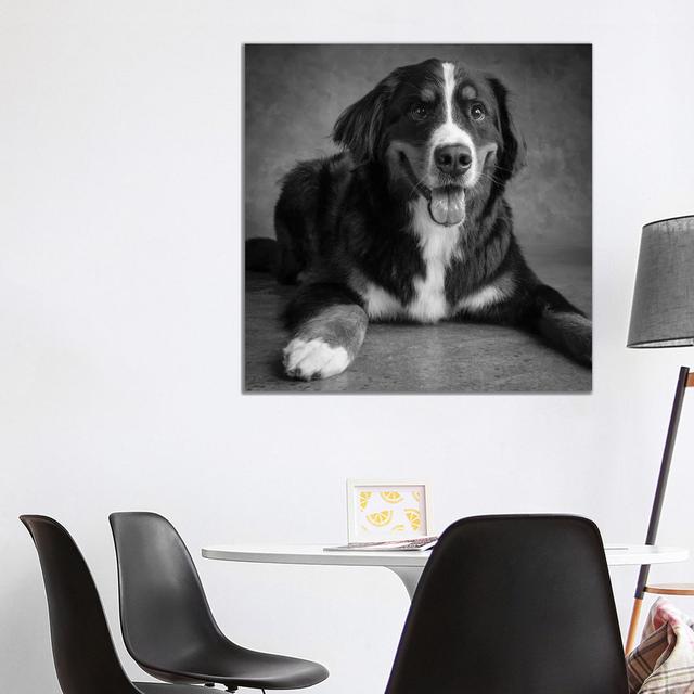 Portrait Of Bernese Mountain Dog - Wrapped Canvas Print ClassicLiving Size: 93.98cm H x 93.98cm W x 1.91cm D on Productcaster.