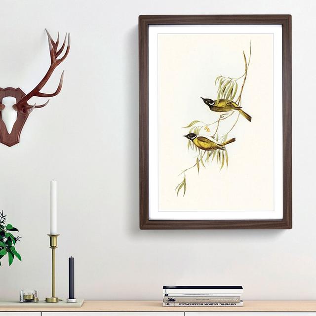 Swan River Honeyeaters by Elizabeth Gould - Picture Frame Art Prints East Urban Home Size: 48cm H x 36cm W x 2cm D, Frame Option: Walnut Framed on Productcaster.