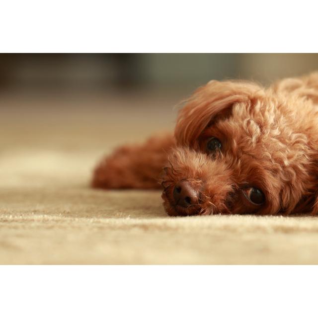 Toy Poodle - Wrapped Canvas Photograph 17 Stories Size: 20cm H x 30cm W x 3.8cm D on Productcaster.