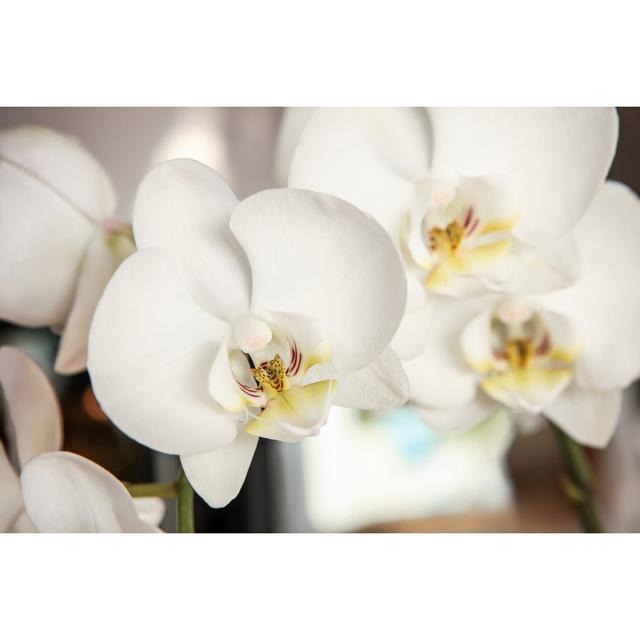 White Orchid With Clipping Path by Coral222 - No Frame Print on Canvas Latitude Run Size: 51cm H x 76cm W on Productcaster.