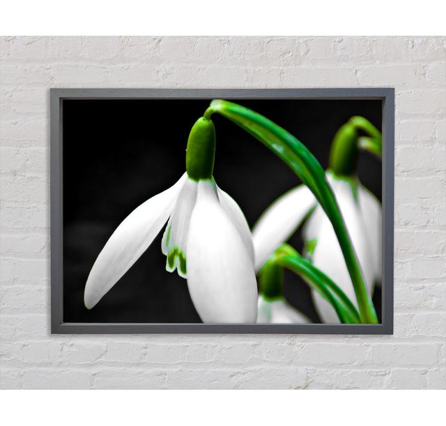 Snowdrop Flower - Print 17 Stories Size: 100cm H x 141.4cm W on Productcaster.