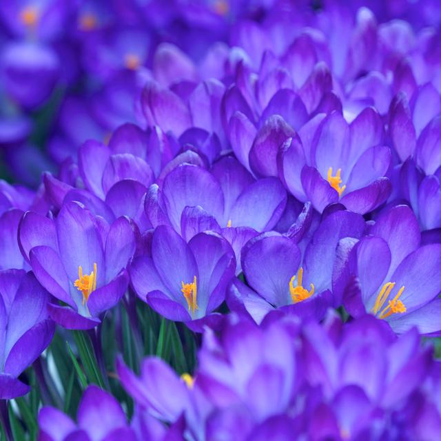 Crocus Carpet Square Komposition von Phototropic - Leinwanddrucke Marlow Home Co. Größe: 60 cm H x 60 cm B on Productcaster.