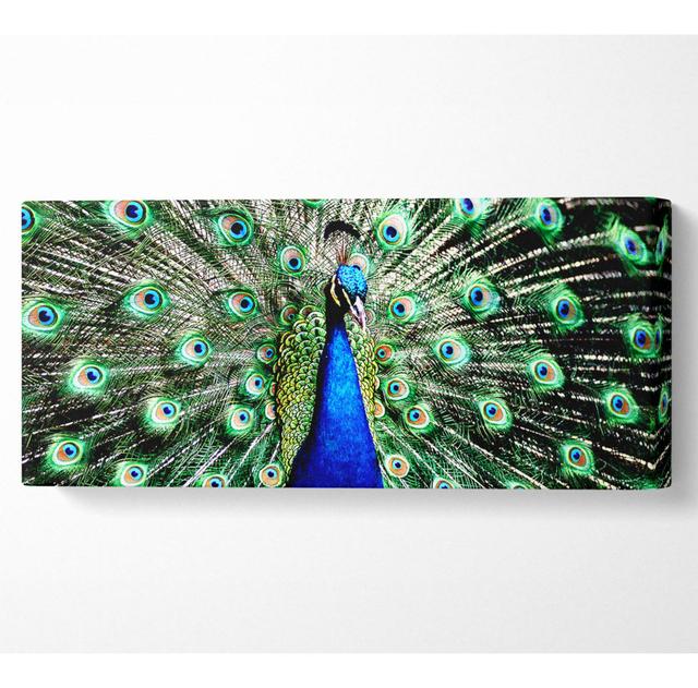 Stunning Peacock Feathers - Wrapped Canvas Panoramic Art Prints Latitude Vive Size: 50.8cm H x 121.9cm W x 10cm D on Productcaster.