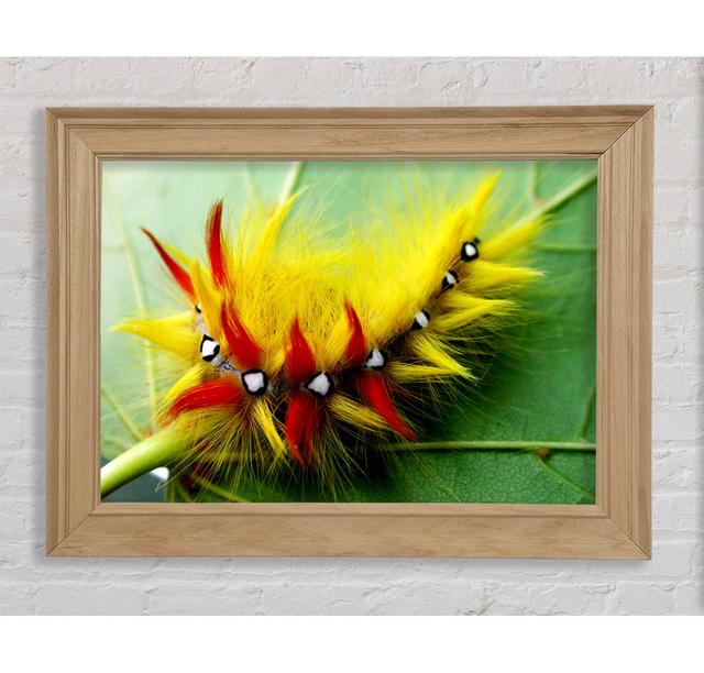 Single Picture Frame Art Prints Bright Star Size: 59.7cm H x 84.1cm W on Productcaster.