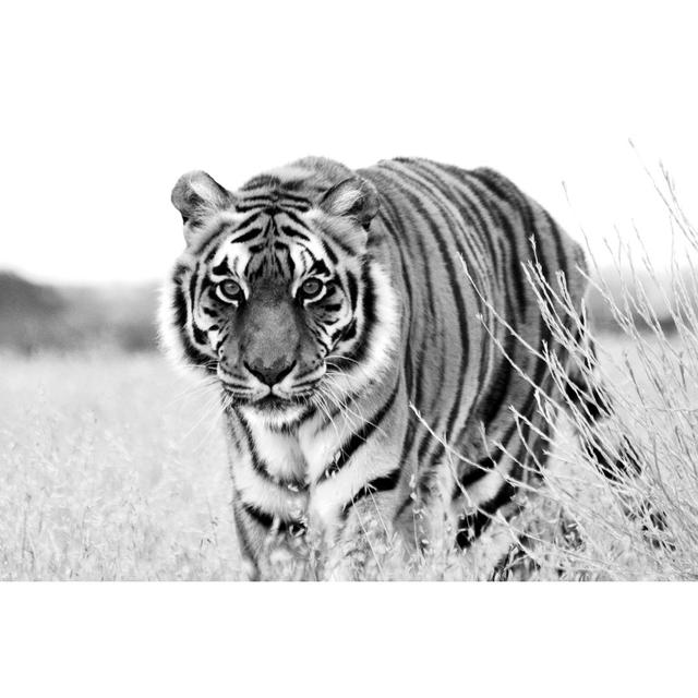 Tiger by NNehring - Wrapped Canvas Print 17 Stories Size: 81cm H x 122cm W x 3.8cm D on Productcaster.