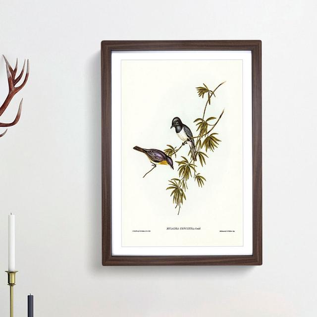 Pretty Flycatcher Bird by Elizabeth Gould - Picture Frame Painting Print East Urban Home Frame Option: Walnut Framed, Size: 48cm H x 36cm W x 2cm D on Productcaster.