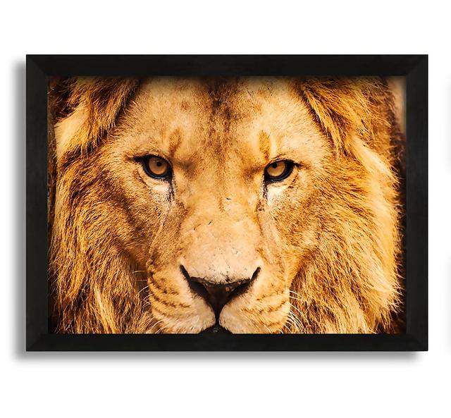 Angry Lion Face - Picture Frame Photograph on Canvas Latitude Run Size: 21cm H x 30cm W x 10cm D on Productcaster.