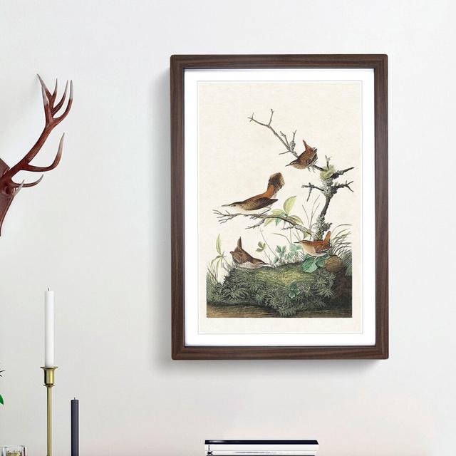 Wrens by John James Audubon - Picture Frame Painting Print East Urban Home Frame Option: Walnut Framed, Size: 65cm H x 48cm W x 2cm D on Productcaster.