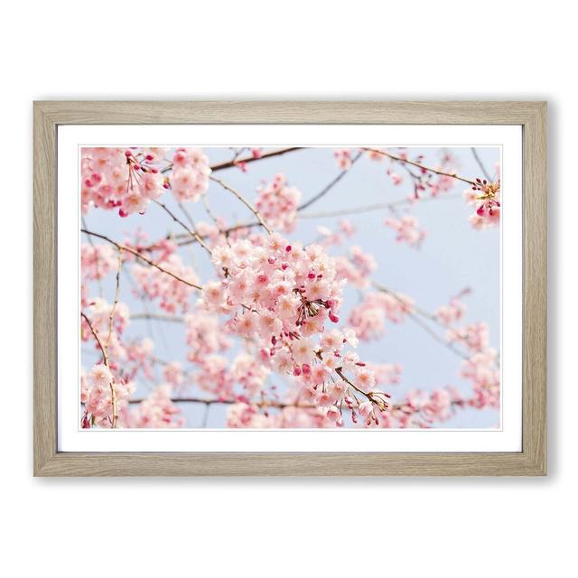 'Pink Cherry Blossom Tree Flowers 2' Framed Photographic Print Big Box Art Frame Colour: Oak on Productcaster.