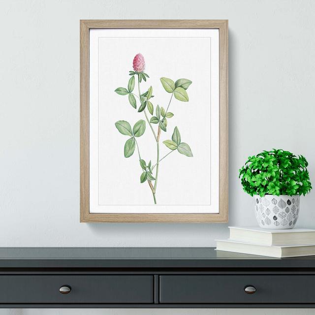 Clover Flower in Pink by Pierre-Joseph Redoute - Picture Frame Painting East Urban Home Size: 48cm H x 36cm W x 2cm D, Frame Option: Oak Framed on Productcaster.