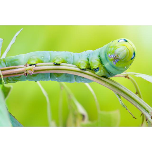 Emert Daphnis Nerii Caterpillar - Wrapped Canvas Photograph House of Hampton Size: 30cm H x 46cm W x 3.8cm D on Productcaster.