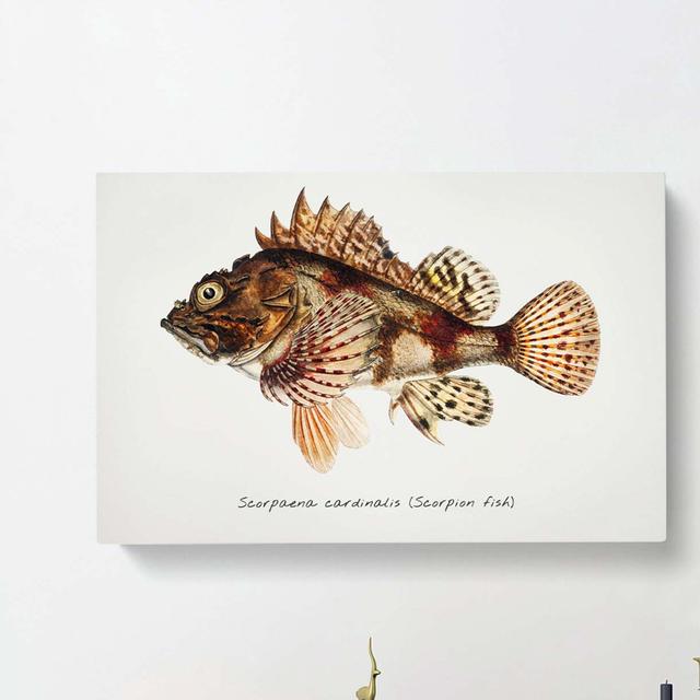 Illustration of a Scorpion Fish by F.E. Clarke - Wrapped Canvas Painting Print East Urban Home Size: 50cm H x 76cm W x 3cm D on Productcaster.