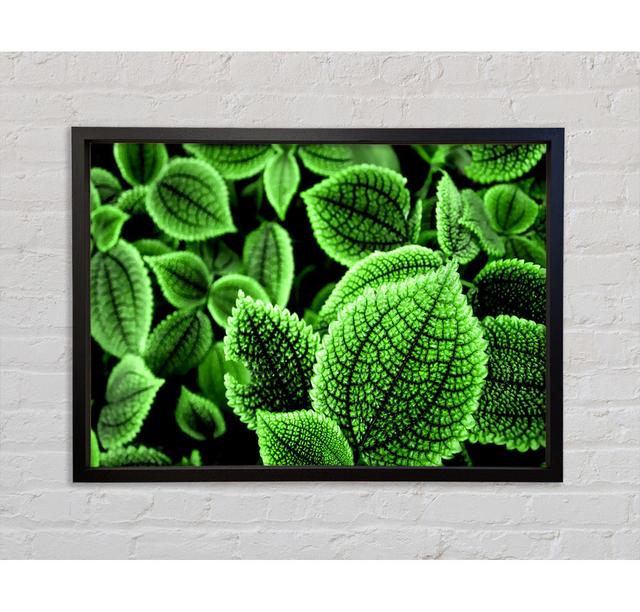 Beautiful Green Leaves - Print Brayden Studio Size: 100cm H x 141.4cm W x 3.4cm D, Format: Black Framed Paper on Productcaster.