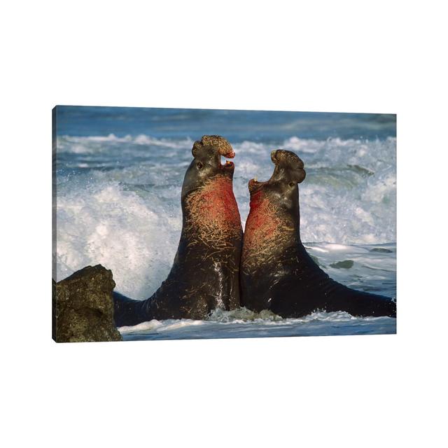 Northern Elephant Seal Males Fighting, California by Tim Fitzharris - Wrapped Canvas Photograph House of Hampton Size: 20.32cm H x 30.48cm W x 1.91cm on Productcaster.