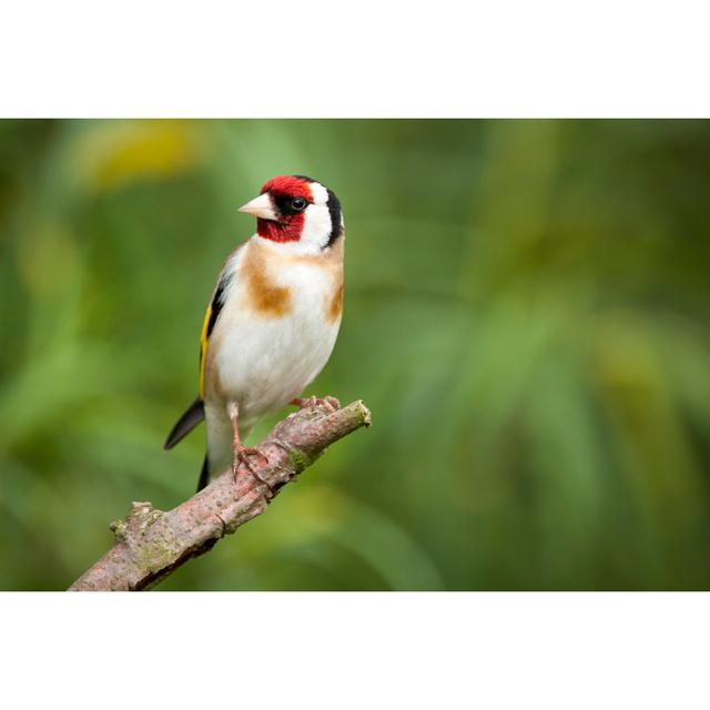 Goldfinch by Andrew_Howe - Wrapped Canvas Print 17 Stories Size: 30cm H x 46cm W on Productcaster.