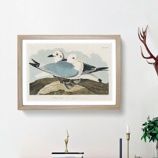 Two Kittiwake Gulls by John James Audubon - Picture Frame Painting Print East Urban Home Frame Option: Oak Framed, Size: 48cm H x 65cm W x 2cm D on Productcaster.