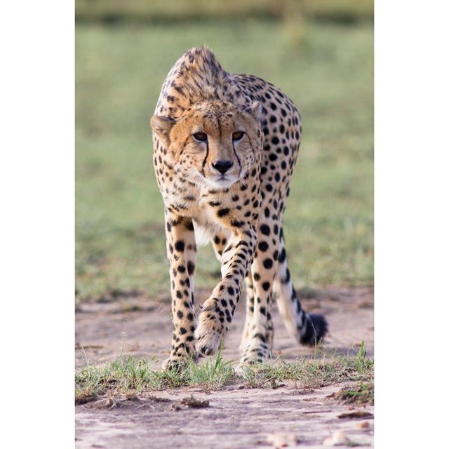 Stalking Cheetah by WLDavies - Wrapped Canvas Art Prints Latitude Run Size: 91cm H x 61cm W x 3.8cm D on Productcaster.