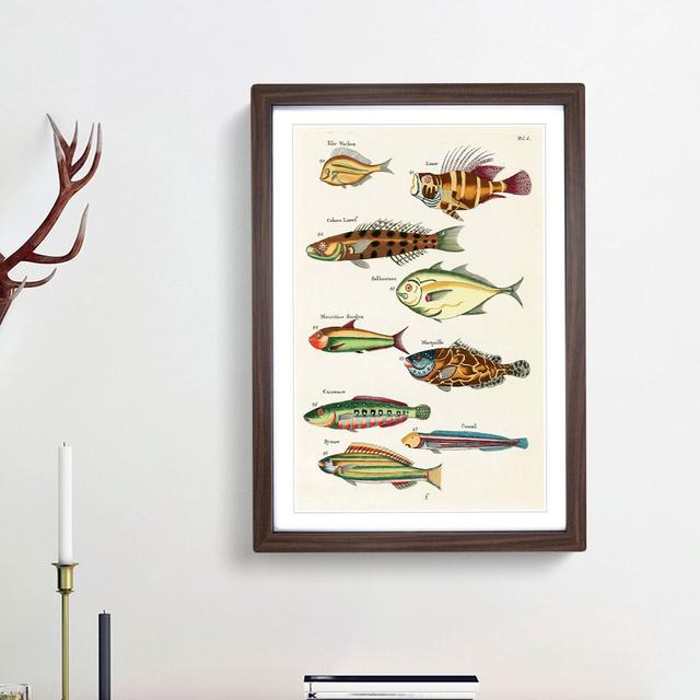 East Indies Fish Illustrations Fol. 6 by Louis Renard - Picture Frame Graphic Art Print East Urban Home Frame Option: Walnut Framed, Size: 48cm H x 36 on Productcaster.