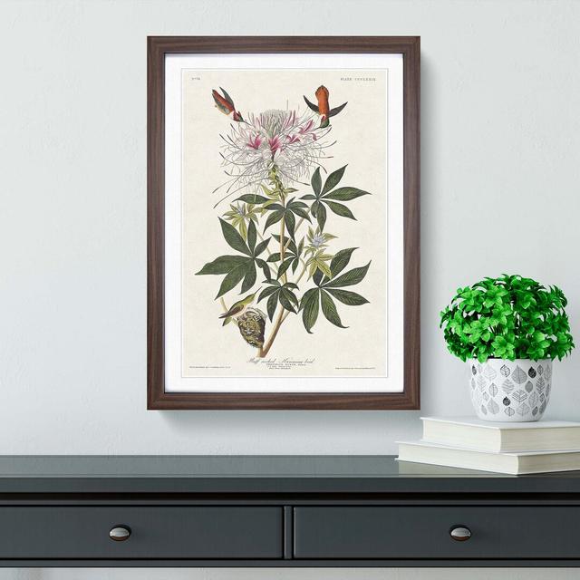 Ruff-Necked Hummingbirds by John James Audubon - Picture Frame Graphic Art Print East Urban Home Frame Option: Walnut, Size: 50cm H x 35cm W x 2cm D on Productcaster.