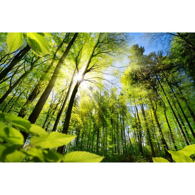 Sunlit Foliage In The Forest - Wrapped Canvas Print Union Rustic Size: 61cm H x 91cm W on Productcaster.