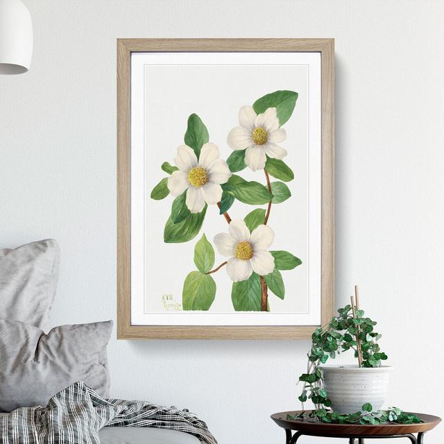 Pacific Dogwood by Mary Vaux Walcott - Picture Frame Painting East Urban Home Size: 65cm H x 48cm W x 2cm D, Frame Option: Oak Framed on Productcaster.