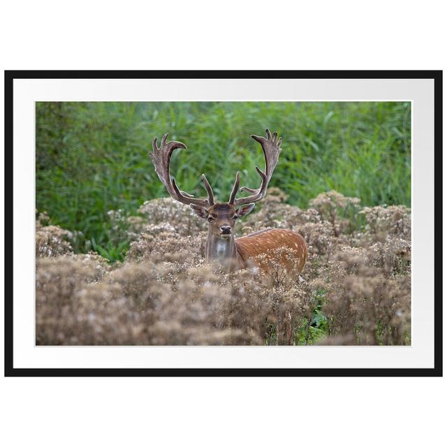 Gerahmtes Poster Hirschbock auf Wildwiese East Urban Home Größe: 70 cm H x 100 cm B on Productcaster.