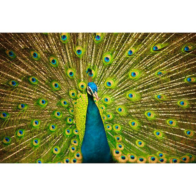 Peacock In Flair by WEKWEK - Print World Menagerie Size: 81cm H x 122cm W on Productcaster.