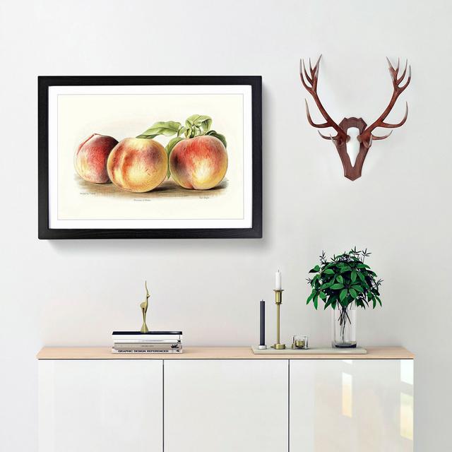 Vintage Illustration of Peaches - Picture Frame Painting Print East Urban Home Size: 60cm H x 91cm W x 2cm D, Frame Option: Black on Productcaster.