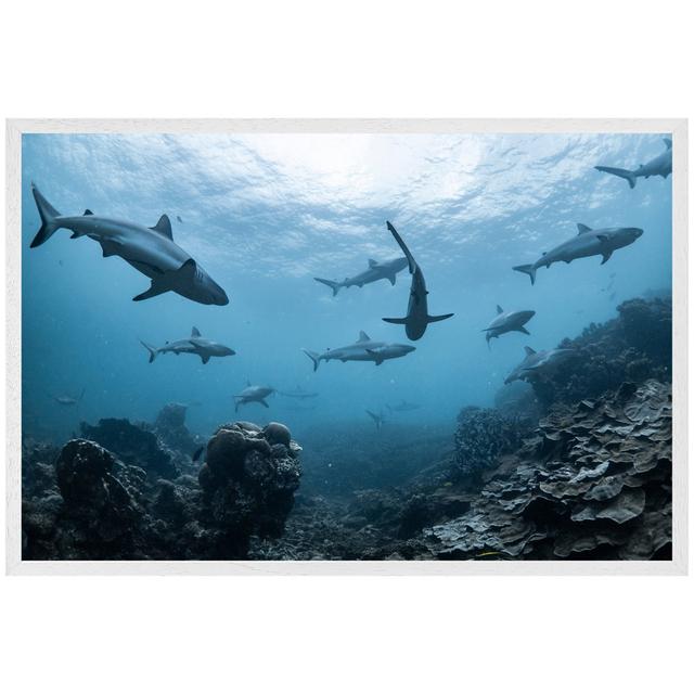 Damore Schooling Grey Reef Sharks, Ningaloo Reef, Western Australia - Single Picture Frame Art Prints House of Hampton Frame Option: White Framed, Siz on Productcaster.