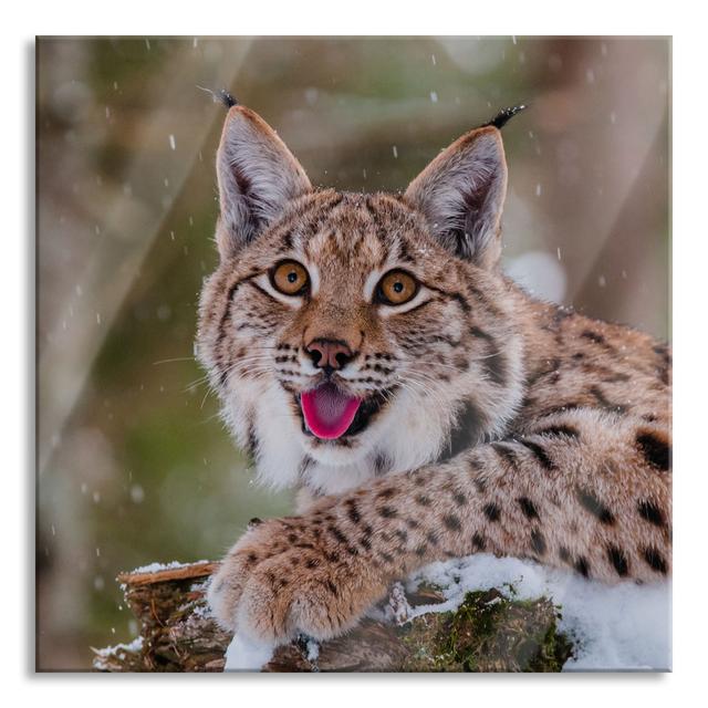 Lynx On A Snow-Covered Tree Stump - No Frame Print on Glass 17 Stories Size: 80cm H x 80cm W x 0.4cm D on Productcaster.