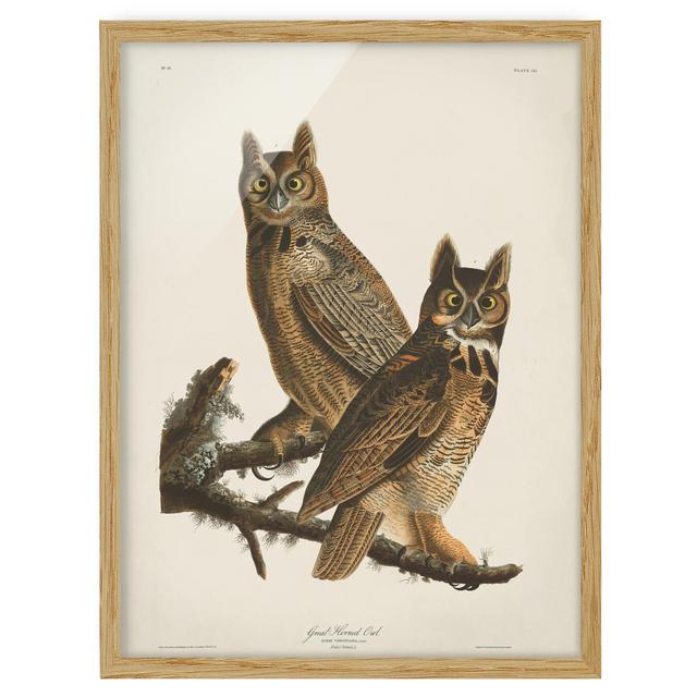 Vintage Educational Board Two Big Eagle Owls - Picture Frame Graphic Art Rosalind Wheeler Size: 100cm H x 70cm W x 2cm D, Frame Option: Brown on Productcaster.