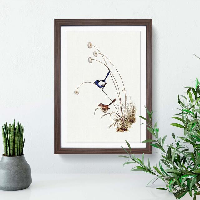 White-Winged Wren by Elizabeth Gould - Picture Frame Painting Print East Urban Home Frame Option: Walnut Framed, Size: 48cm H x 36cm W x 2cm D on Productcaster.