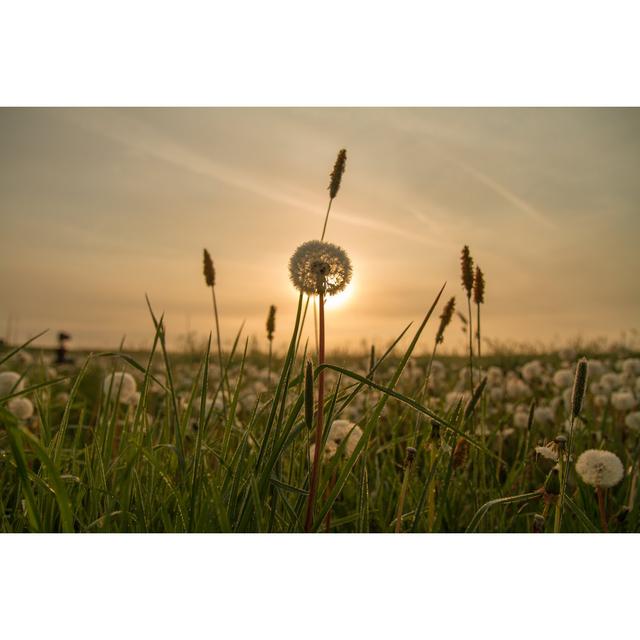 Dandelion At Sunrise by SimonSkafar - No Frame Print on Canvas Latitude Run Size: 20cm H x 30cm W on Productcaster.