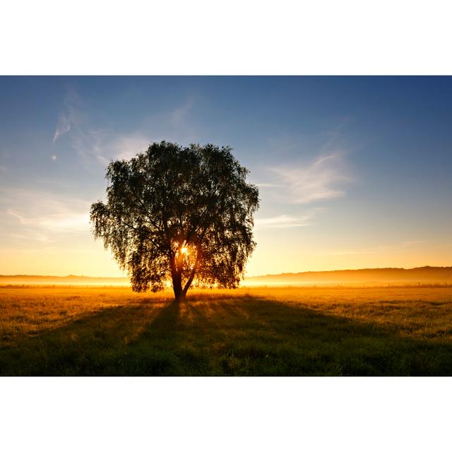 Backlit Tree At Sunrise - Wrapped Canvas Art Prints 17 Stories Size: 20cm H x 30cm W x 3.8cm D on Productcaster.