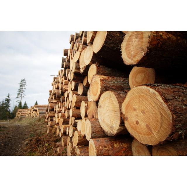 Timber Yard by FilipMakowski - Wrapped Canvas Print 17 Stories Size: 20cm H x 30cm W on Productcaster.