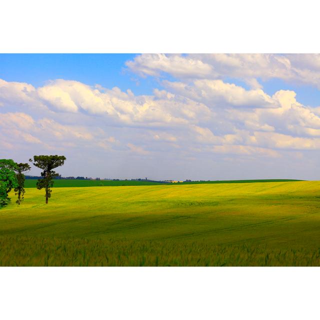 Green Araucaria And Wheat Green Field by Agustavop - No Frame Art Prints on Canvas 17 Stories Size: 20cm H x 30cm W on Productcaster.