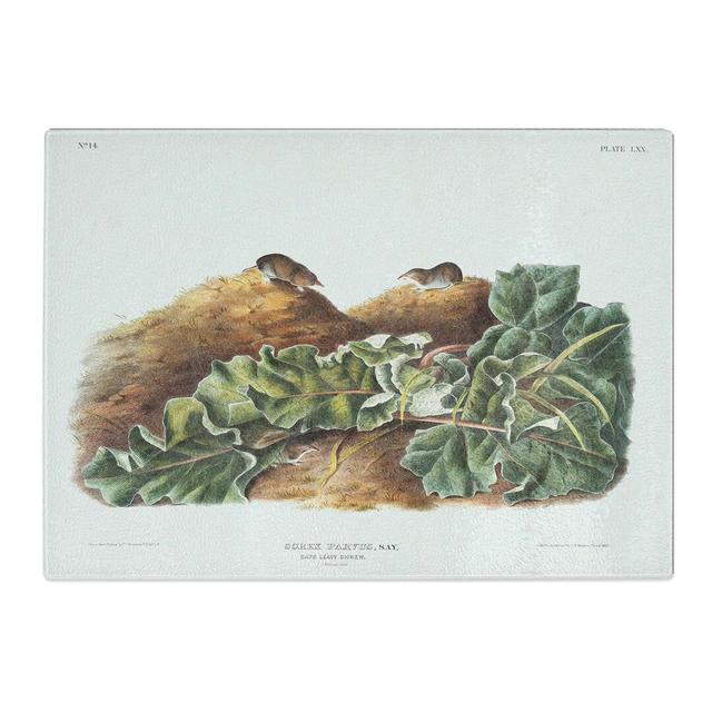 Tempered Glass Least Shrew by J.W. Audubon Chopping Board East Urban Home Size: 39 cm x 28.5 cm on Productcaster.