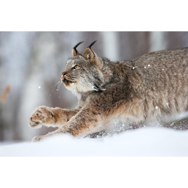 Lynx On The Prowl by Jimkruger - No Frame Print on Canvas 17 Stories Size: 81cm H x 122cm W on Productcaster.